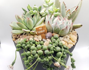 6" DIY Kit Succulents or Cacti