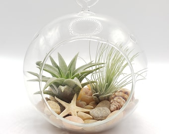 DIY Air Plant Terrarium Kit