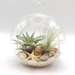 May include: A clear glass globe terrarium with a hanging loop, containing two air plants, small white and brown seashells, and white and brown stones.