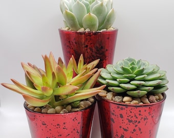 Say It With Succulents - Red Glass Votive Trio with 3 2.5" assorted succulents - Choose Your Card - FREE SHIPPING