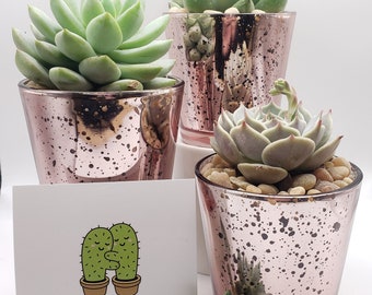 Say It With Succulents- Pink Glass Votive Trio with 3 2.5" assorted succulents- Choose Your Card- FREE SHIPPING