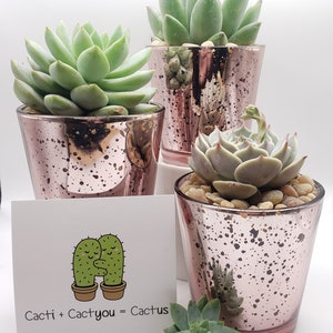 Say It With Succulents- Pink Glass Votive Trio with 3 2.5&quot; assorted succulents- Choose Your Card- FREE SHIPPING