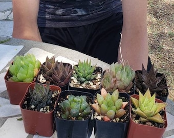 JAMES' - Haworthia succulents 9 pack Collection Lot, ALL different haworthias potted in 2" containers