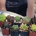 see more listings in the Boys' Succulents section