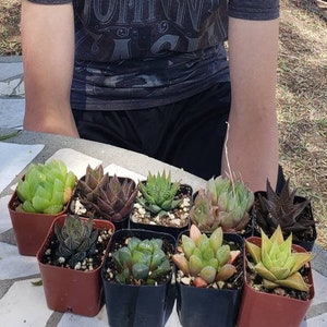 JAMES' Haworthia succulents 9 pack Collection Lot, ALL different haworthias potted in 2 containers image 1