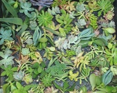 ONE (1) Assorted Succulent CUTTINGS (1-5 quot ) - Wedding bouquets, wall gardens, wreath, topiaries, decor