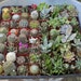 Succulent & Cactus Mix in 2" container - Weddings, bridal shower, baby shower, events, party, birthday, corporate gifts, decor