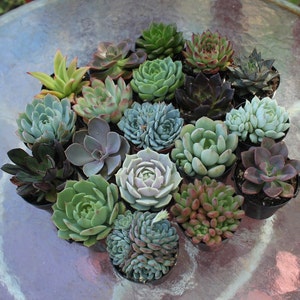 Rosette Succulent in 2.5 container Upgraded Containers Available Weddings, bridal/baby shower, events, party, birthday, corporate gift image 6