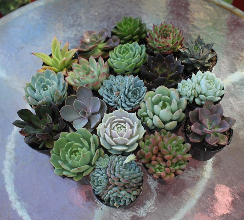 Rosette Succulent in 2.5 container Upgraded Containers Available Weddings, bridal/baby shower, events, party, birthday, corporate gift image 6