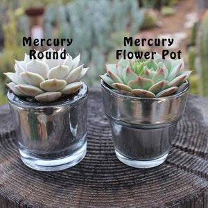 Rosette Succulent in 2.5 container Upgraded Containers Available Weddings, bridal/baby shower, events, party, birthday, corporate gift image 4