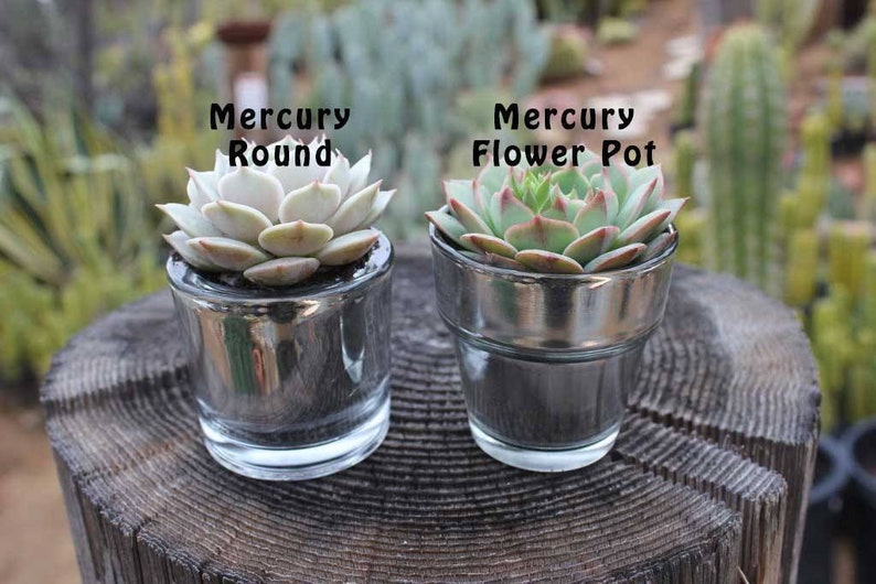 Rosette Succulent in 2.5 container Upgraded Containers Available Weddings, bridal/baby shower, events, party, birthday, corporate gift image 4