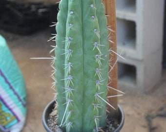 Spiny Cactus Specimen shipped in 1 gallon nursery container