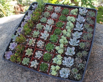 Wedding/Event Succulent in 2" container - Upgraded Containers Available - Weddings, showers, events, party, birthday, corporate gifts