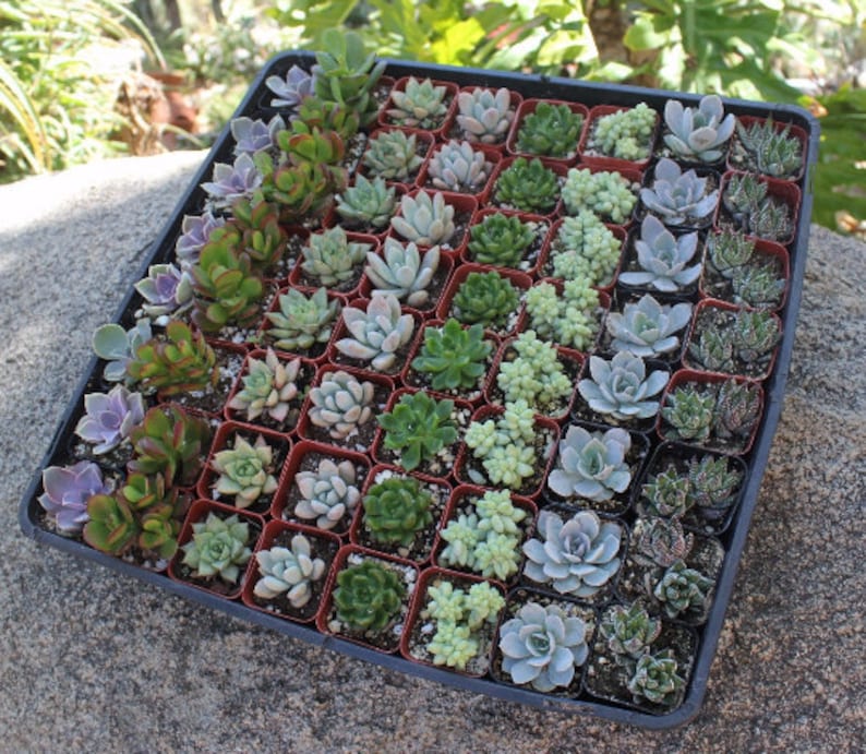 baby shower favors succulents