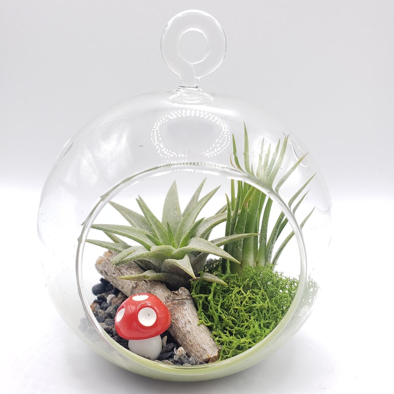 May include: A glass terrarium with a clear glass globe and a metal ring handle. Inside the globe are green air plants, moss, a small red mushroom figurine, and a piece of driftwood.