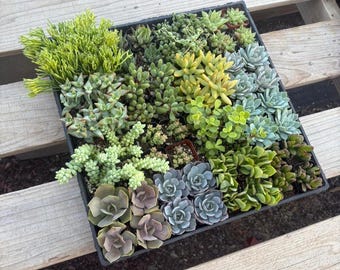 SUPER Special Bargain 64 Succulents or Cactus Tray SHIPPED for 99 bucks!