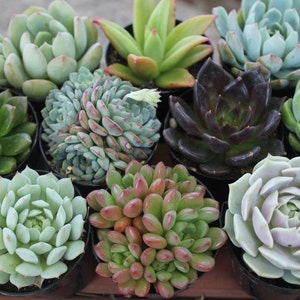 Rosette Succulent in 2.5 container Upgraded Containers Available Weddings, bridal/baby shower, events, party, birthday, corporate gift image 5