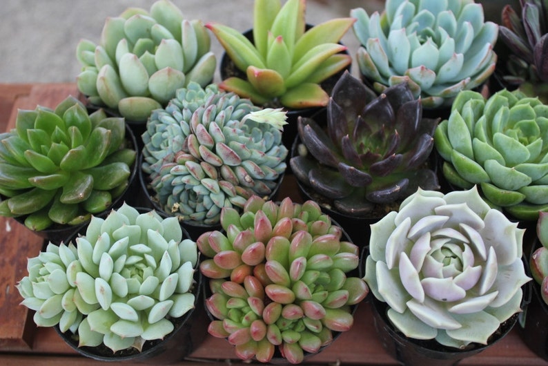 Rosette Succulent in 2.5 container Upgraded Containers Available Weddings, bridal/baby shower, events, party, birthday, corporate gift image 5