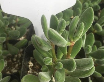 2" Exact Type Succulents - #31-40