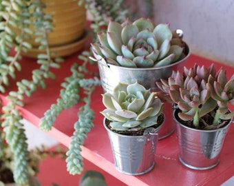 Say It With Succulents - Metal Pails with 1 4" and 2 2.5" assorted succulents - Choose Your Card - FREE SHIPPING