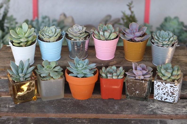 baby shower favors succulents