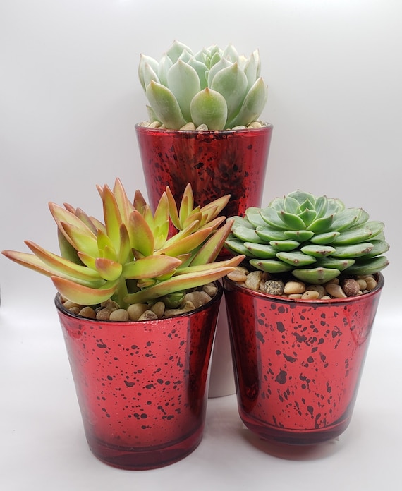 plant pots w/ center pole Hangapot™ Space Saving 5' Flower Pole on Wheels/16 Clay Pot Hangers