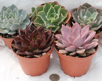 ROSETTE Succulent in 4" container - Upgraded Containers Available - Weddings, bridal/baby shower, events, party, birthday, corporate gifts