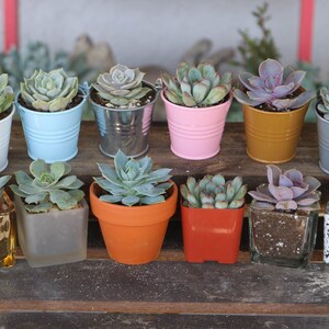 Rosette Succulent in 2.5 container Upgraded Containers Available Weddings, bridal/baby shower, events, party, birthday, corporate gift TERRACOTTA POT