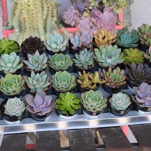 Rosette Succulent in 2.5 container Upgraded Containers Available Weddings, bridal/baby shower, events, party, birthday, corporate gift image 1