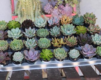 Rosette Succulent in 2.5" container - Upgraded Containers Available - Weddings, bridal/baby shower, events, party, birthday, corporate gift