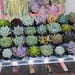 see more listings in the Succulent 2.5" Container section