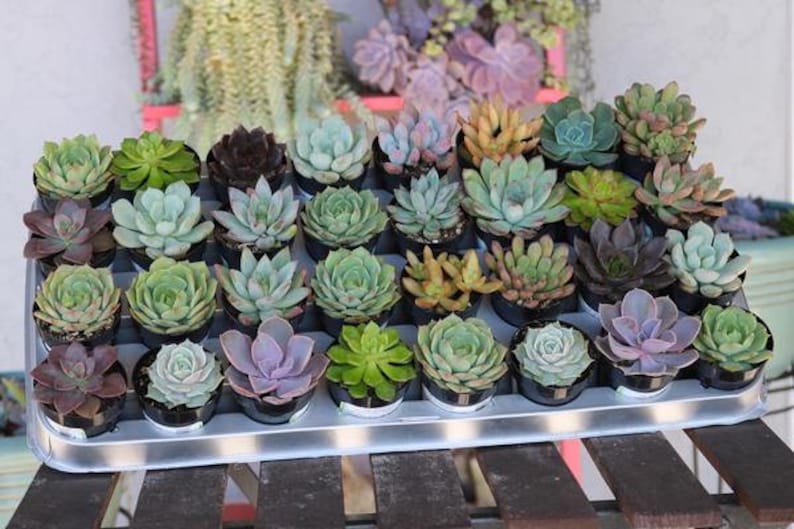 Rosette Succulent in 2.5 container Upgraded Containers Available Weddings, bridal/baby shower, events, party, birthday, corporate gift image 1