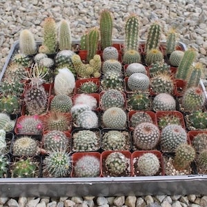 May include: A tray filled with a variety of small cacti in individual pots. The cacti vary in shape, size, and color, including green, white, and purple. The tray is set on a bed of small, gray gravel.