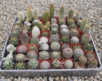 Cactus in 2" container - Weddings, bridal shower, baby shower, events, party, birthday, corporate gifts, decor, garden, landscaping