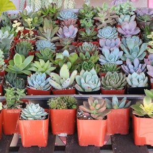 May include: A tray of small succulent plants in terracotta pots. The plants are arranged in rows and are a variety of colors and shapes.