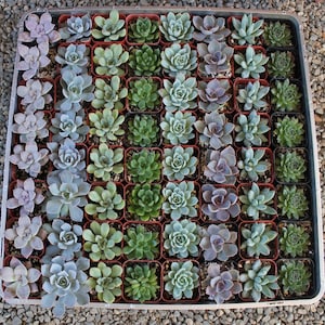 May include: A tray of 48 small succulent plants in individual pots. The plants are arranged in a grid pattern and are all different varieties of succulents. The succulents are a mix of green, gray, and purple.