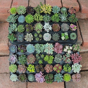 May include: A collection of 64 small succulent plants in individual pots arranged in two rows. The plants are a variety of green, brown, and gray colors.