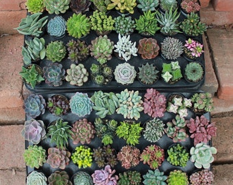 Assorted Succulent in 2.5" container - Upgraded Containers Available - Weddings, bridal/baby shower, events, party, birthday, corporate gift