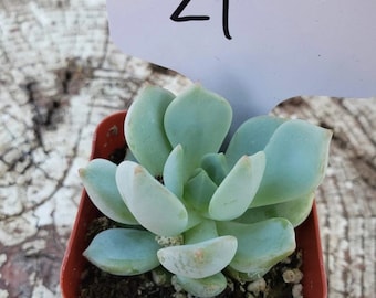 2" Exact Type Succulents - #21-30