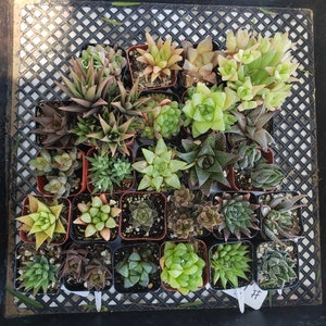 JAMES' Haworthia succulents 9 pack Collection Lot, ALL different haworthias potted in 2 containers image 2