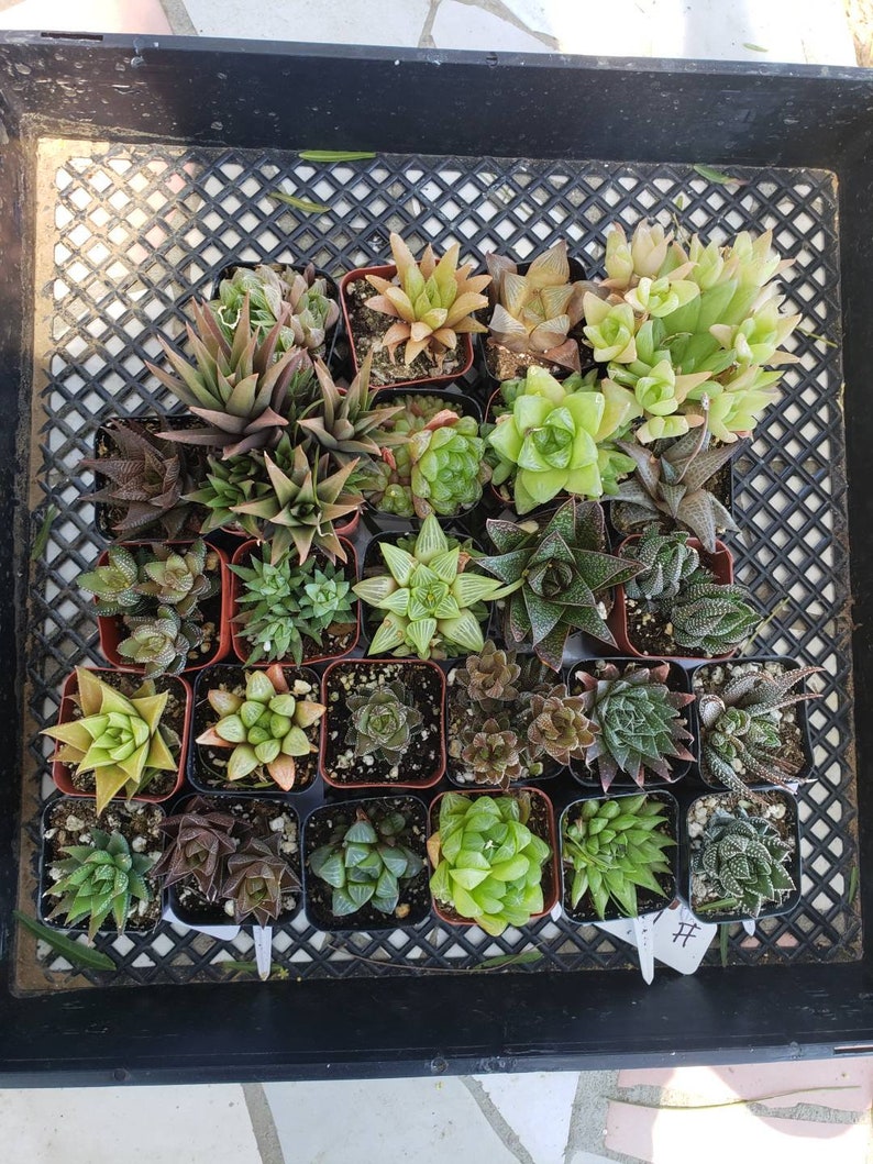 JAMES' Haworthia succulents 9 pack Collection Lot, ALL different haworthias potted in 2 containers image 2