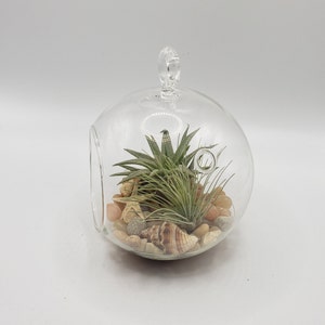 May include: A clear glass globe terrarium with a hanging loop, containing a green air plant, small seashells, and decorative stones.