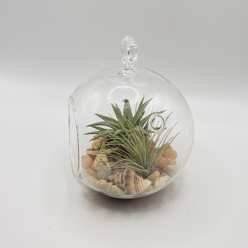 May include: A clear glass globe terrarium with a hanging loop, containing a green air plant, small seashells, and decorative stones.