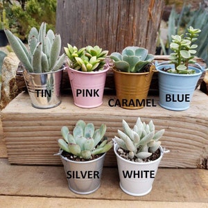 May include: Six small metal buckets with succulents planted in them. The buckets are painted in different colors: tin, pink, caramel, blue, silver, and white. The buckets are arranged in two rows on a wooden surface.