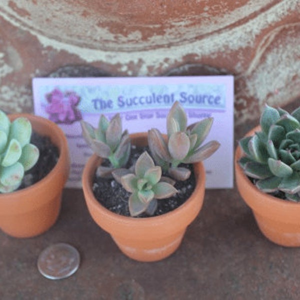 Terracotta Pots for Potting Succulents - 2" and 2.5" sizes