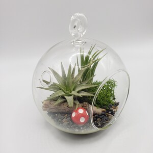 May include: A glass globe terrarium with a hanging loop, containing a green air plant, moss, a small red and white mushroom, and small rocks.