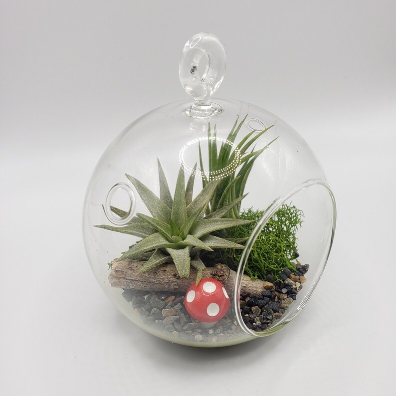 May include: A glass globe terrarium with a hanging loop, containing a green air plant, moss, a small red and white mushroom, and small rocks.