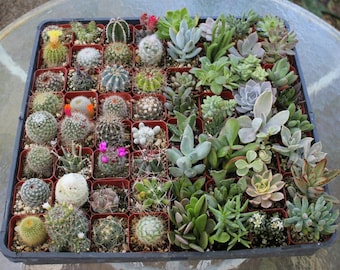 Succulent & Cactus Mix in 2" container - Weddings, bridal shower, baby shower, events, party, birthday, corporate gifts, decor,
