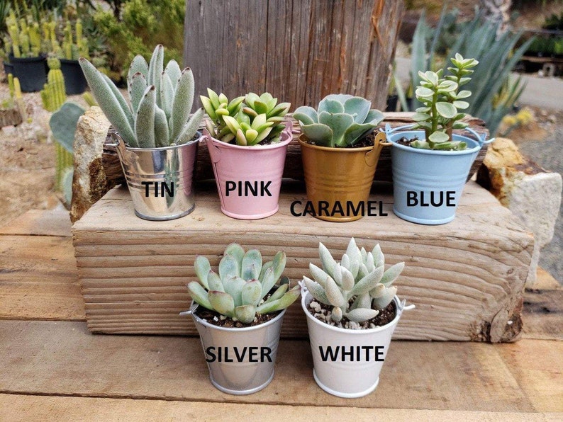 Rosette Succulent in 2.5 container Upgraded Containers Available Weddings, bridal/baby shower, events, party, birthday, corporate gift image 3