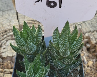 2" Exact Type Succulents - #61-70